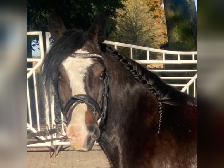 Cob Mare 10 years 13,2 hh Brown in Hopsten