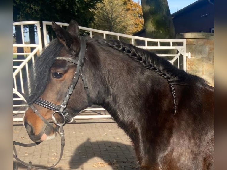 Cob Mare 10 years 13,2 hh Brown in Hopsten