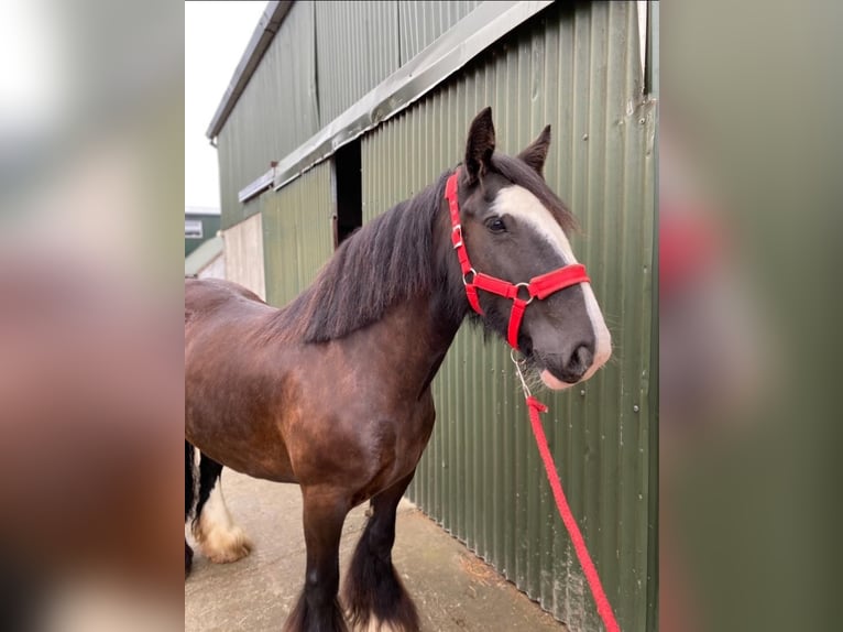 Cob Mare 10 years 13,2 hh Brown in Sligo