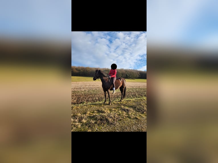 Cob Mare 10 years 14.2 hh Black in Dampierre-sur-Linotte