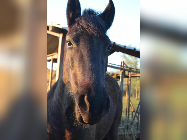 Cob Mare 10 years 14.2 hh Black in Dampierre-sur-Linotte