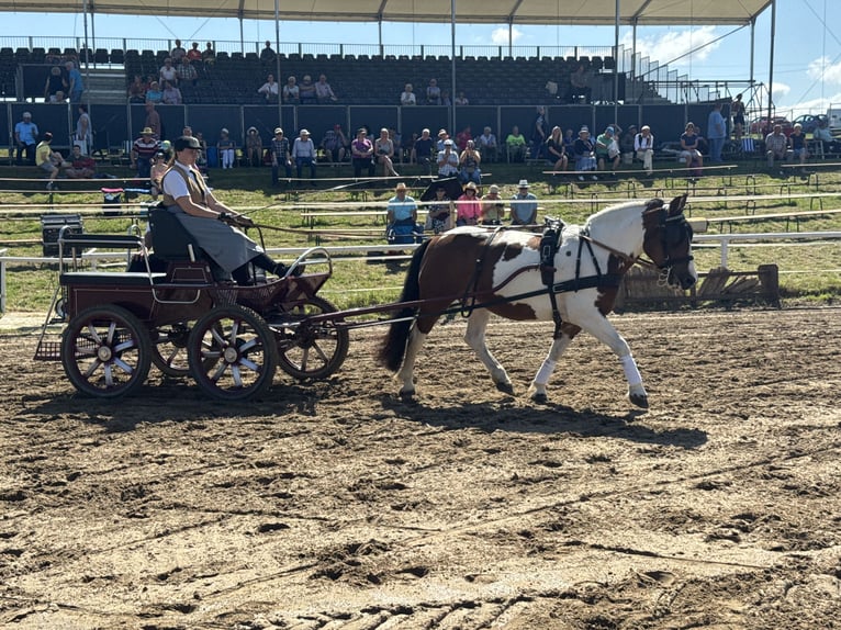 Cob Mare 10 years 14,1 hh Pinto in Ganschow