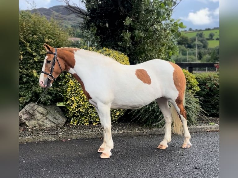Cob Mare 10 years 14,2 hh Pinto in Down