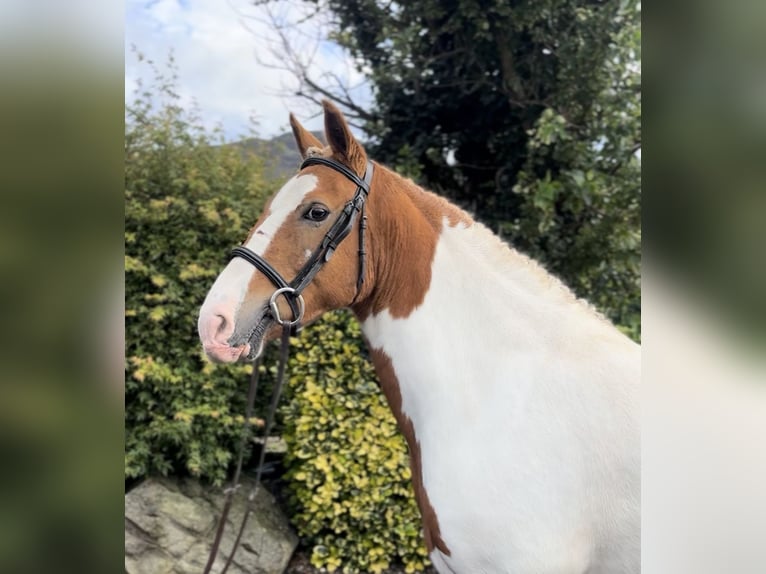 Cob Mare 10 years 14,2 hh Pinto in Down
