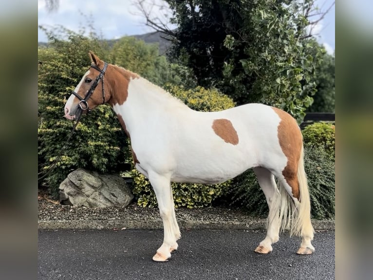 Cob Mare 10 years 14,2 hh Pinto in Down
