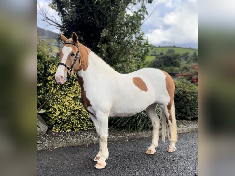 Cob Mare 10 years 14,2 hh Pinto in Down