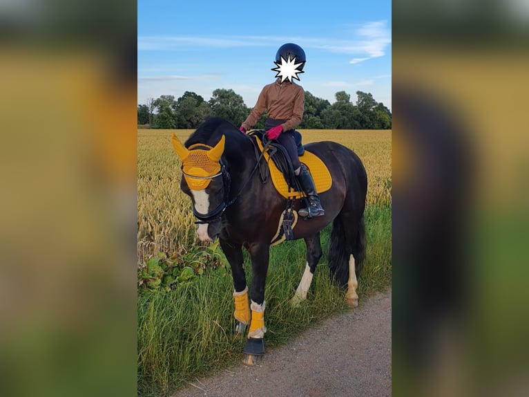 Cob Mare 11 years 14,1 hh Black in Althaus