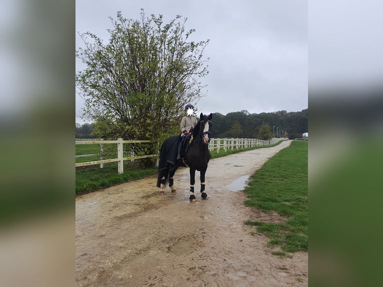 Cob Mare 11 years 14,1 hh Black in Althaus