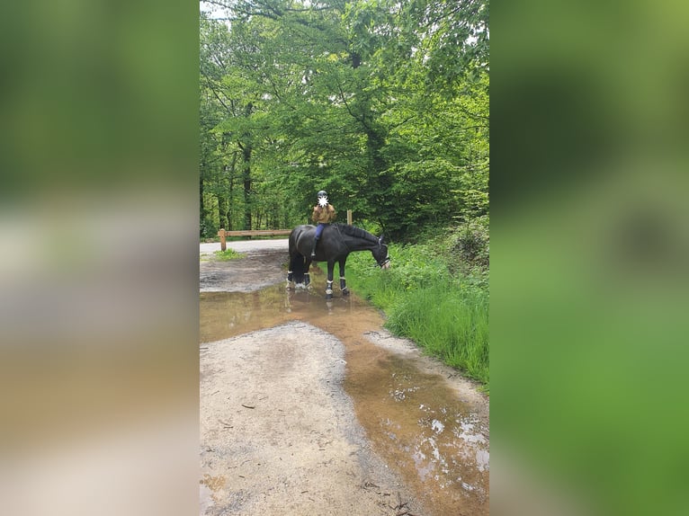 Cob Mare 11 years 14,1 hh Black in Reiskirchen