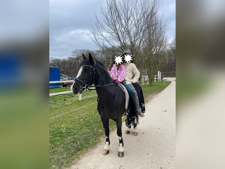 Cob Mare 11 years 14,1 hh Black in Reiskirchen