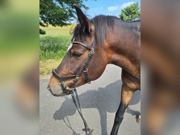 Cob Mare 11 years 14,2 hh Brown in Reimershagen