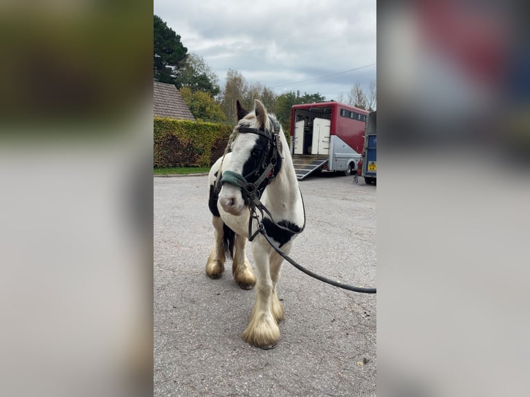 Cob Mare 12 years 13 hh White in Gwytherin