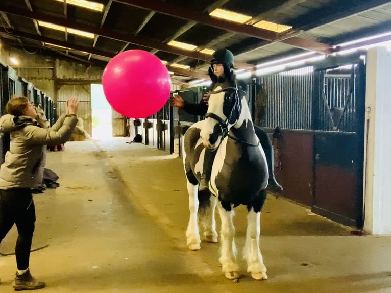 Cob Mare 12 years 14,2 hh Pinto in Mountrath