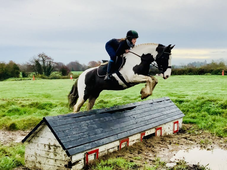 Cob Mare 12 years 14,2 hh Pinto in Mountrath