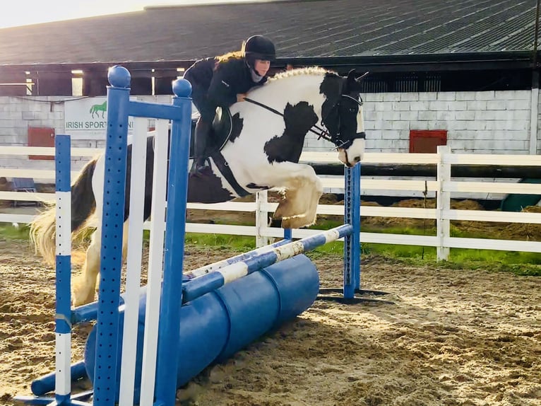 Cob Mare 12 years 14,2 hh Pinto in Mountrath