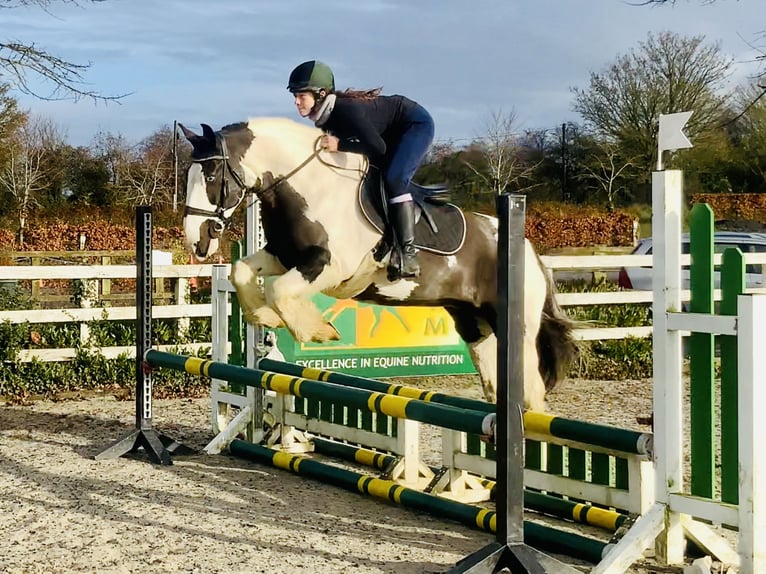 Cob Mare 12 years 14,2 hh Pinto in Mountrath