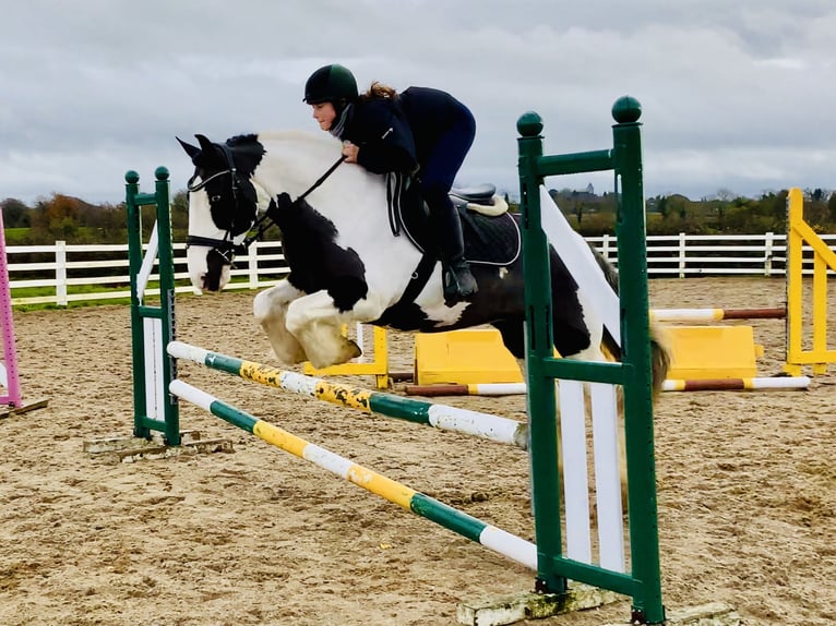 Cob Mare 12 years 14,2 hh Pinto in Mountrath