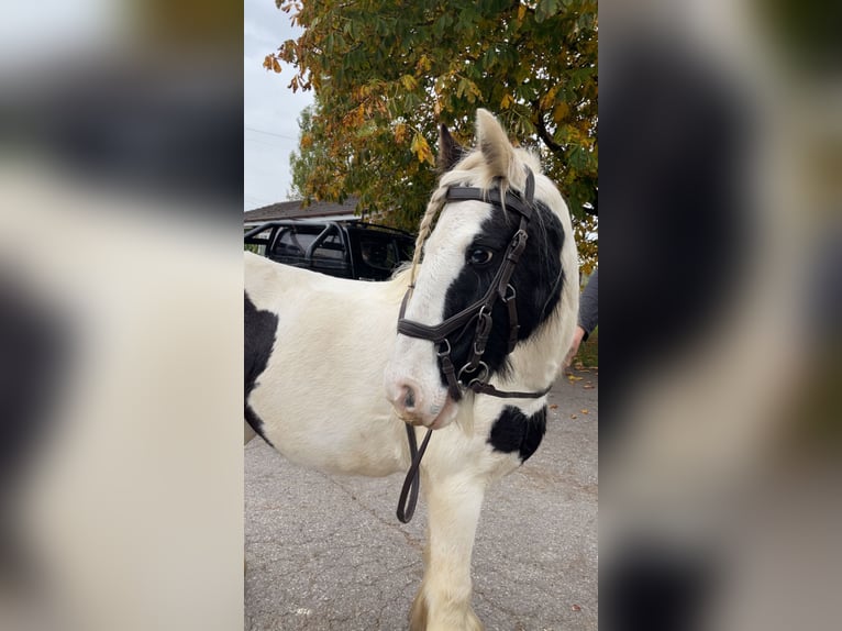 Cob Mare 13 years 13 hh White in Gwytherin