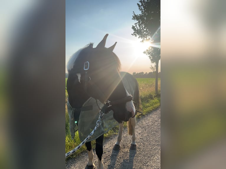 Cob Mix Mare 13 years 14,3 hh Pinto in Bramsche