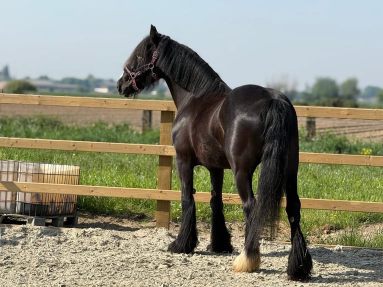 Cob Mare 13 years 15 hh Black in ploegsteert