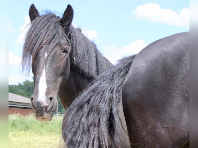 Cob Mare 13 years 15 hh Black in ploegsteert