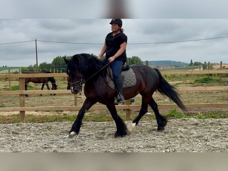Cob Mare 13 years 15 hh Black in ploegsteert