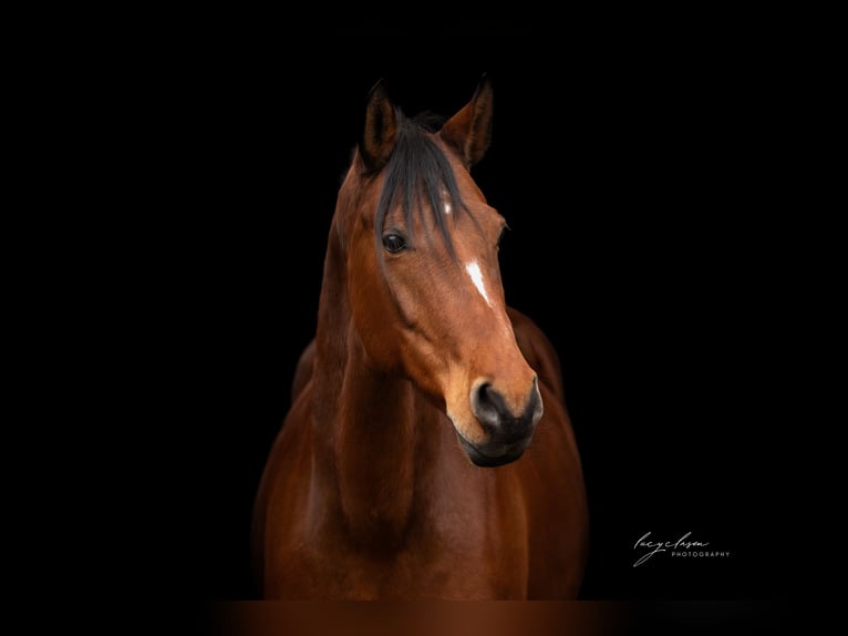 Cob Mare 14 years 14,3 hh Brown in Sulingen