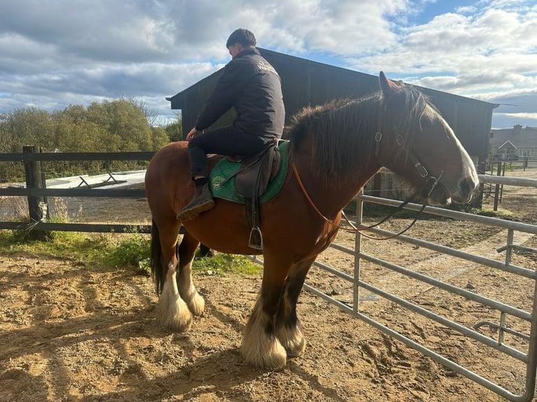 Cob Mare 14 years 15,2 hh Bay in Killarney