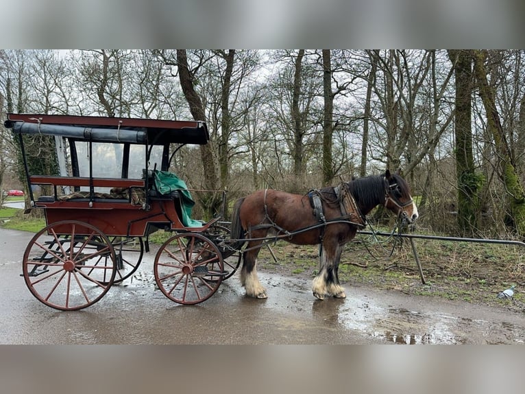 Cob Mare 14 years 15,2 hh Bay in Killarney