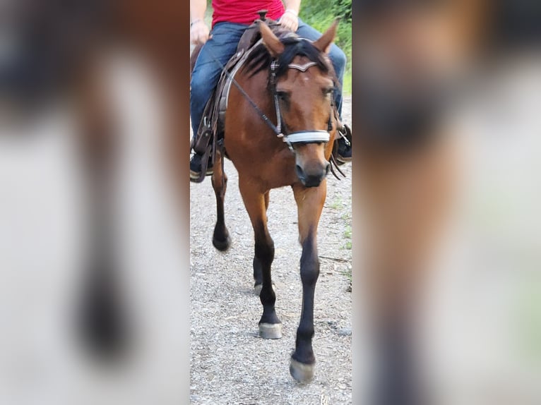 Cob Mare 14 years 16,1 hh  in Egling