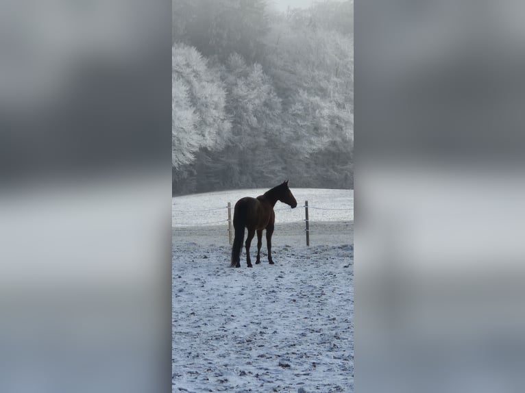 Cob Mare 14 years 16,1 hh  in Egling
