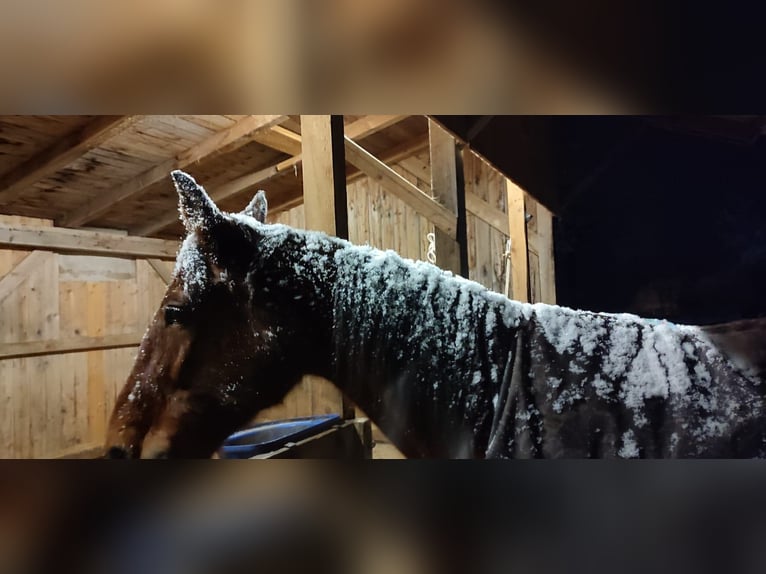 Cob Mare 14 years 16,1 hh  in Egling