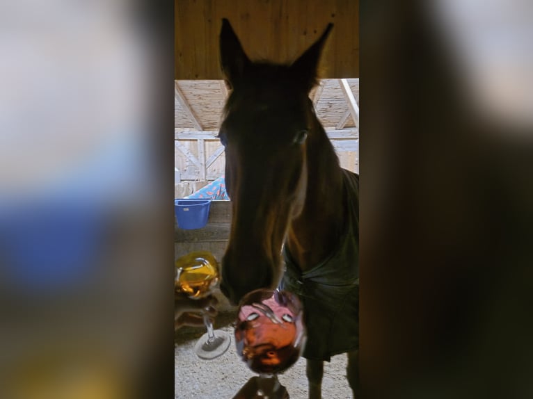 Cob Mare 14 years 16,1 hh  in Egling