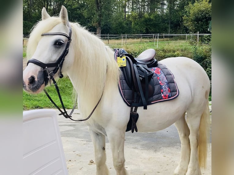 Cob Mare 15 years 13,3 hh Gray in OlpeOlpe