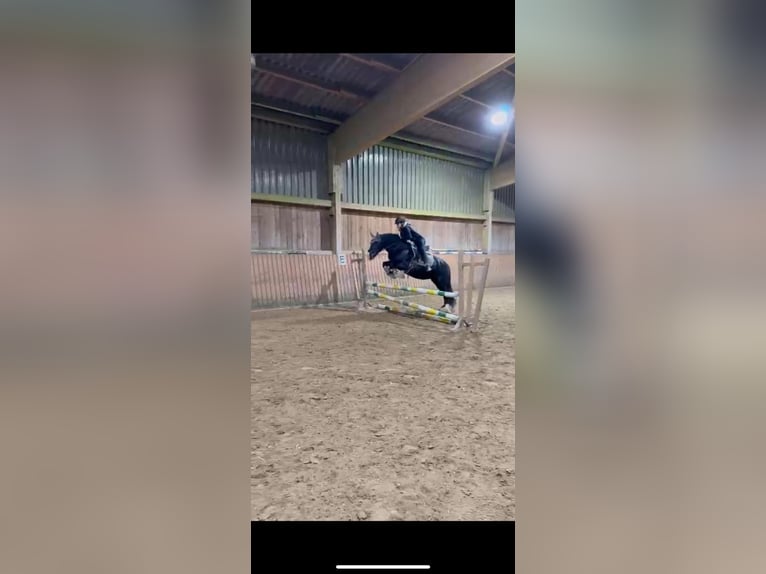 Cob Mare 15 years 14 hh Black in Nachrodt-Wiblingwerde