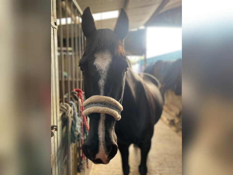 Cob Mare 15 years 15 hh Black in Sligo