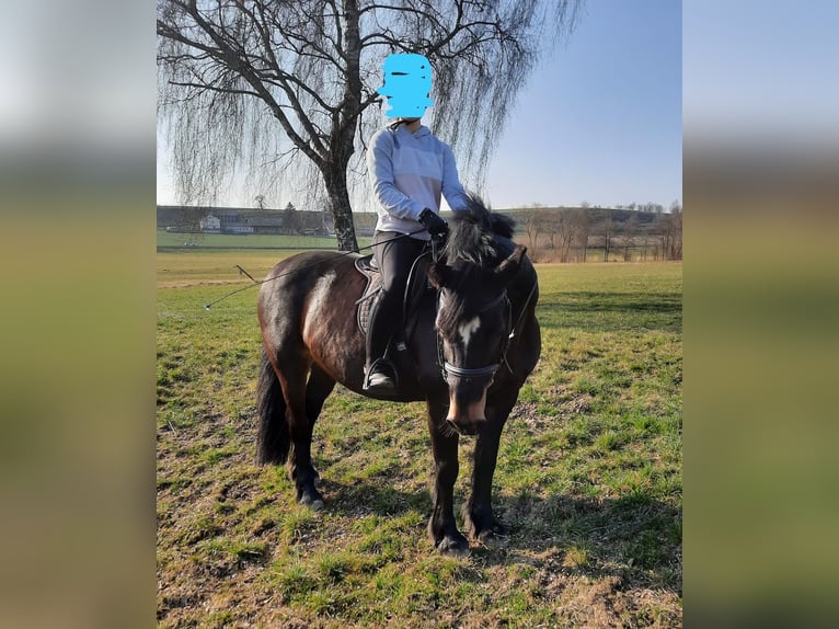 Cob Mare 15 years Smoky-Black in Eberhardzell