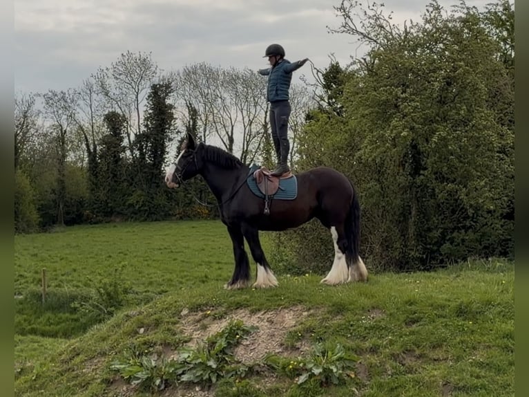 Cob Mare 16 years 15 hh Black in Co laois