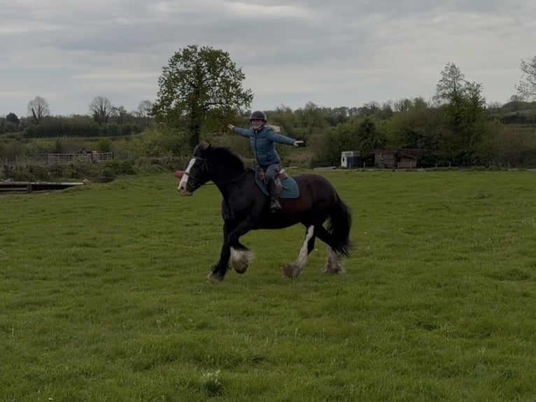 Cob Mare 16 years 15 hh Black in Co laois