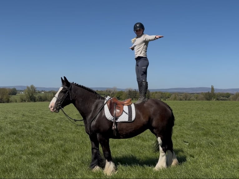 Cob Mare 16 years 15 hh Black in Co laois