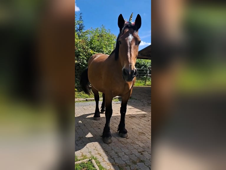 Cob Mare 17 years 15,2 hh Bay-Dark in Hennef