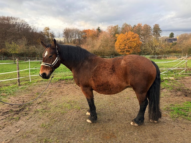 Cob Mare 17 years 15,2 hh Bay-Dark in Hennef