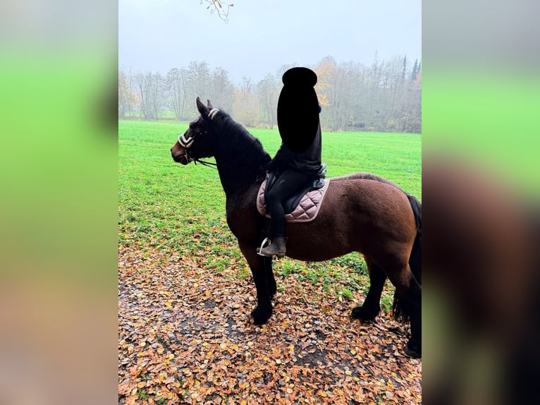 Cob Mare 17 years 15,2 hh Bay-Dark in Hennef