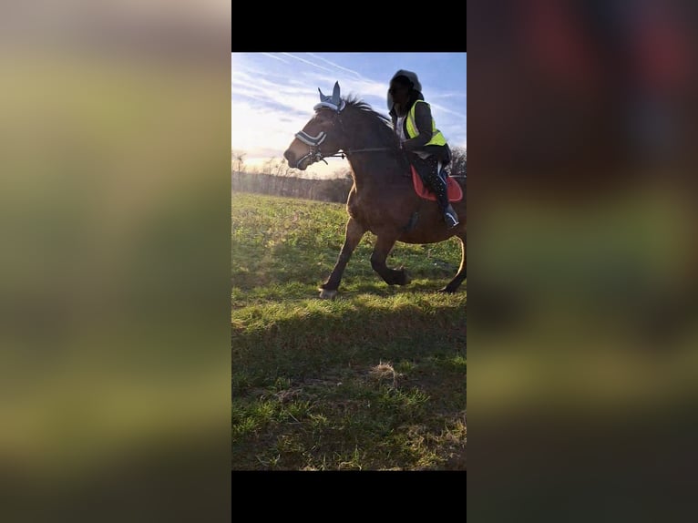 Cob Mare 17 years 15,2 hh Bay-Dark in Hennef