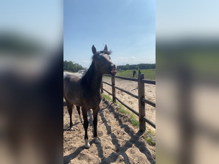 Cob Mix Mare 1 year 16 hh Can be white in Stekene