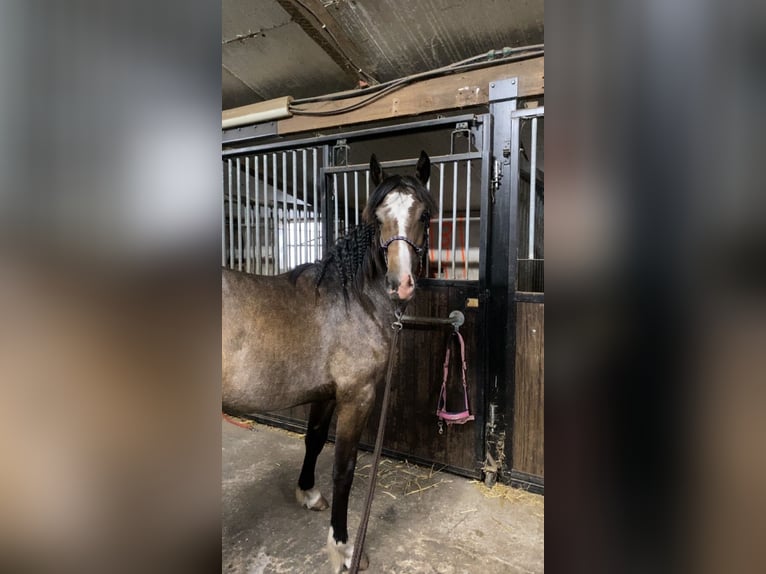 Cob Mix Mare 1 year 16 hh Can be white in Stekene