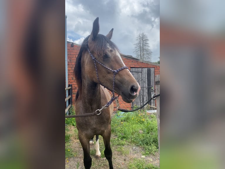 Cob Mix Mare 1 year 16 hh Can be white in Stekene