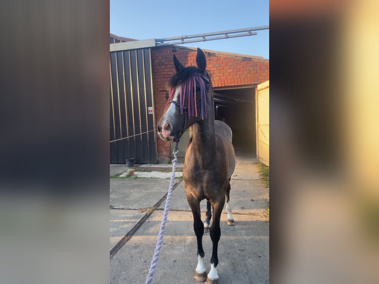 Cob Mix Mare 1 year 16 hh Can be white in Stekene