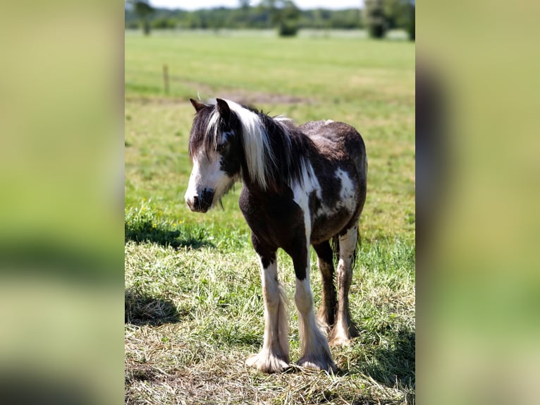 Cob Mare 2 years 12.1 hh Pinto in Ureterp