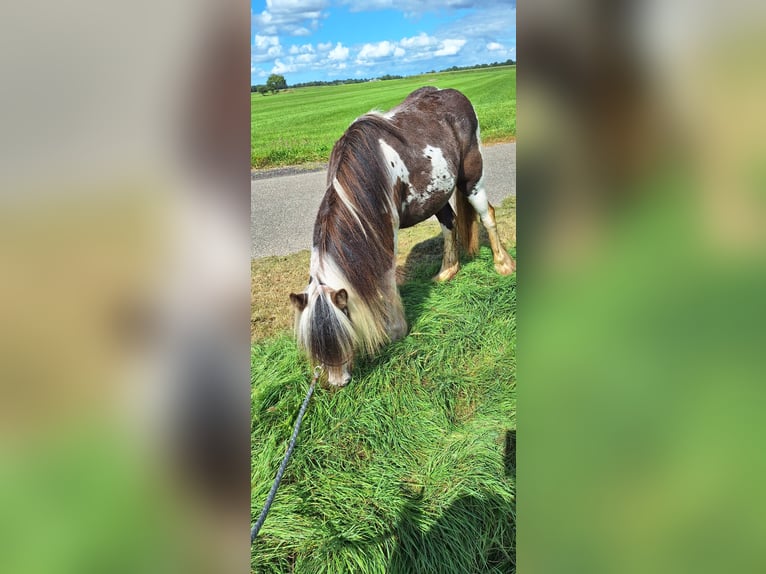 Cob Mare 2 years 12,1 hh Pinto in Ureterp